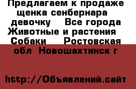 Предлагаем к продаже щенка сенбернара - девочку. - Все города Животные и растения » Собаки   . Ростовская обл.,Новошахтинск г.